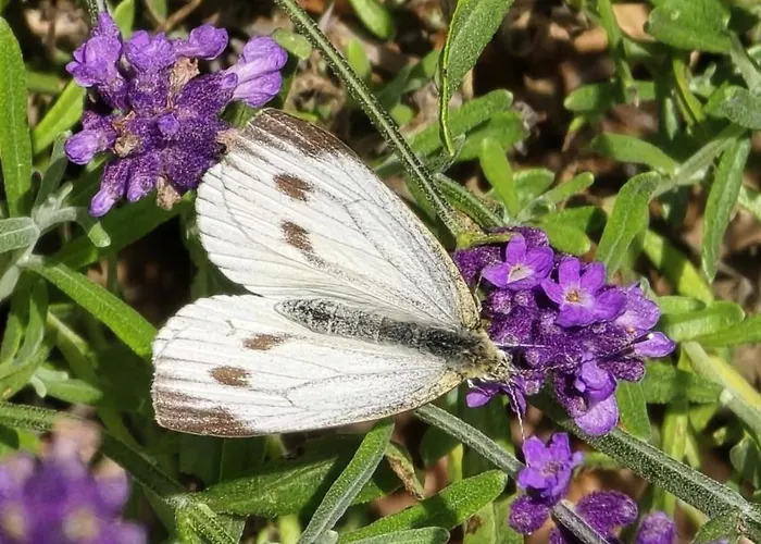 Srub Pod Tetrevim Vrchem Lägenhet